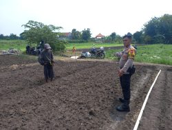 Polsek Krembung Dukung Program Ketahanan Pangan Bergizi Lewat Pengelolahan Lahan Bawang Merah di Desa Lemujut
