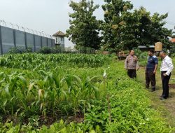Polsek Porong dan Lapas Klas 1 Surabaya Cek Tanaman Jagung, Sawi dan Kangkung di Lahan Ketahan Pangan P2B
