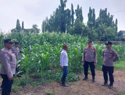 Polsek Sidoarjo Kota Perkuat Ketahanan Pangan Lewat Sinergi Warga dan Polri