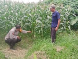 Polsek Tarik Laksanakan Patroli Lahan Ketahanan Pangan di Desa Gampingrowo