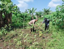 Polsek Tulangan Polresta Sidoarjo Dorong Swasembada Pangan Lewat Pendampingan Pekarangan Produktif