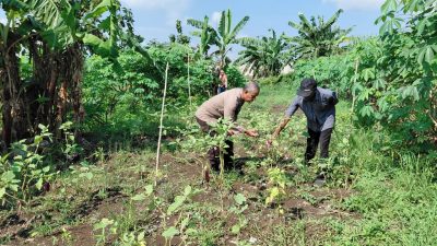 Polsek Tulangan Polresta Sidoarjo Dorong Swasembada Pangan Lewat Pendampingan Pekarangan Produktif