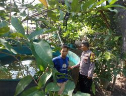 Polsek Tulangan Dukung Program Swasembada Pangan Lewat Pemanfaatan Pekarangan Warga