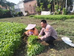 Polsek Tulangan Polresta Sidoarjo Gerak Cepat Wujudkan Swasembada Pangan Lewat Pemanfaatan Lahan Pekarangan