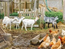 Program Domba Berganti Ayam Petelur, Reinkarnasi Kegagalan atau Kesejahteraan Bojonegoro