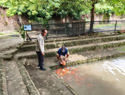 Semangati Warga Wujudkan Ketahanan Pangan di Tingkat Desa, Bhabinkamtibmas Polsek Prambon Tinjau Budidaya Ikan Nila