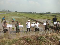 Tiga Pilar Desa Gelang Kompak Dukung Program Asta Cita Presiden RI Melalui Penanaman Padi Serentak