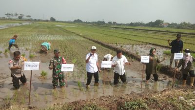 Tiga Pilar Desa Gelang Kompak Dukung Program Asta Cita Presiden RI Melalui Penanaman Padi Serentak