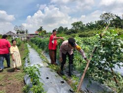 Topang Ketahanan Pangan, Bhabinkamtibmas Desa Sambibulu Tinjau Pekarangan Warga Panen Sayuran