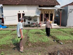 Warga Pangkemiri Dukung Ketahanan Pangan Lewat Program Pekarangan Pangan Bergizi