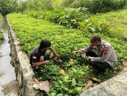 Bhabinkamtibmas Prambon Dukung Ketahanan Pangan Lewat Pemantauan Lahan Hidroponik Kacang Tanah di Watutulis