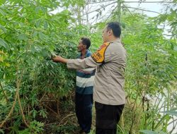Bhabinkamtibmas Banjarwungu Polsek Tarik Bersama Warga Tinjau Perkembangan Tanaman Singkong di Lahan P2B
