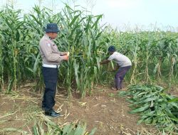 Bhabinkamtibmas Bersama Warga Waruberon Balongbendo Dukung Ketahanan Pangan, Ubah Lahan Tidur Jadi Pekarangan Bergizi