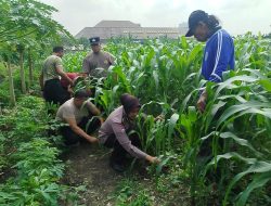Bhabinkamtibmas Desa Bungurasih Tinjau Ketahanan Pangan Pekarangan Fasum Warga