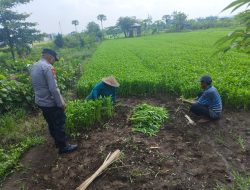 Bhabinkamtibmas Desa Grogol Tinjau Lahan Sayur untuk Dukung Ketahanan Pangan Polresta Sidoarjo