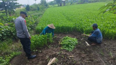 Bhabinkamtibmas Desa Grogol Tinjau Lahan Sayur untuk Dukung Ketahanan Pangan Polresta Sidoarjo