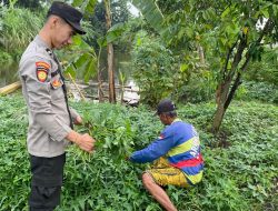 Bhabinkamtibmas Desa Janti Polsek Waru Tinjau Lahan Sayur Fasum, Dorong Ketahanan Pangan Warga