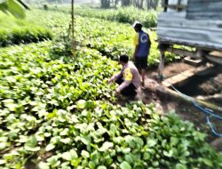 Bhabinkamtibmas Desa Jiken Tinjau Lahan Sayur Warga, Dukung Program Ketahanan Pangan Polresta Sidoarjo