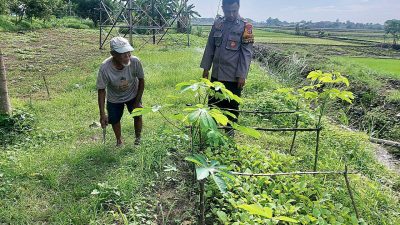 Bhabinkamtibmas Desa Keboguyang Polsek Jabon Tinjau Lahan Ketahanan Pangan, Dorong Kemandirian Sayuran Warga