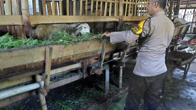 Bhabinkamtibmas Desa Kemantren Polsek Tulangan Dukung Ketahanan Pangan Lewat Program Peternakan Warga