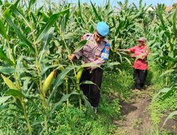 Bhabinkamtibmas Desa Kesambi Dukung Ketahanan Pangan, Melalui Penanaman Jagung di Lahan Pekarangan Pangan Bergizi