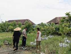 Bhabinkamtibmas Desa Medalem Polsek Tulangan Dorong Swasembada Pangan Lewat Program Ketahanan Pangan Polresta Sidoarjo