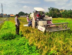 Bhabinkamtibmas Desa PP Legi Polsek Waru Dorong Ketahanan Pangan Melalui Budidaya Padi