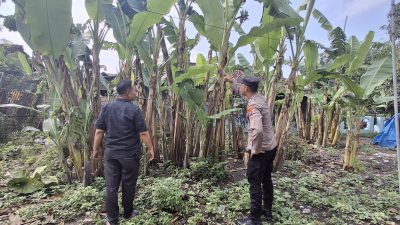 Bhabinkamtibmas Imbau Warga Rawat Pohon Pisang, Wujudkan Swasembada Pangan Mandiri