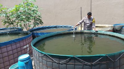 Bhabinkamtibmas Kedungrejo Tinjau Lahan Budidaya Lele, Dorong Ketahan Pangan Bergizi di Jabon
