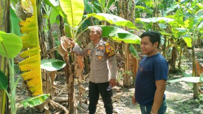 Bhabinkamtibmas Desa Kenongo Motivasi Warga Kembangkan Lahan Pisang, Wujudkan Asta Cita Presiden Prabowo