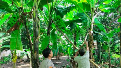 Bhabinkamtibmas Polsek Sukodono Tinjau Ketahanan Pangan di Kebun Pisang Ambon