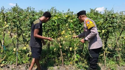 Bhabinkamtibmas Sambibulu Polsek Taman Bersama Warga Tinjau Lahan Hortikultura Ketahanan Pangan