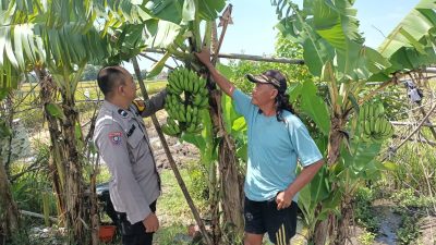 Bhabinkamtibmas Sidokepung Dampingi Warga Budidaya Pisang untuk Ketahanan Pangan