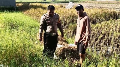Bhabinkamtibmas Sukodono Turun Langsung Cek Ketahanan Pangan P2B di Desa Jumputrejo