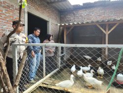 Budidaya Bebek Mentog di Ketahan Diharapkan Dukung Ketahanan Pangan Polresta Sidoarjo