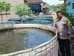 Dukung Ketahan Pangan Bergizi, Polsek Jabon Aktif Pantau Budidaya Ikan Lele di Kedungrejo