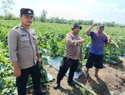 Dukung Ketahan Pangan, Bhabinkamtibmas Dampingi Perawatan Tanaman Hortikultura di Desa Bakungpringgodani