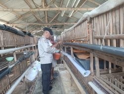 Dukung Ketahan Pangan Nasional, Peternakan Ayam Potong Bumdes Kraton Jadi Contoh Kemandirian Desa