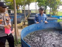 Dukung Program Asta Cita Presiden Prabowo, Bhabinkamtibmas Trosobo Polsek Taman Tinjau Budidaya Ikan Lele