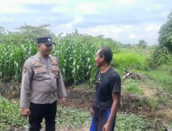 Dukung Program Ketahanan Pangan Nasional, Bhabinkamtibmas Desa Pademonegoro Tinjau Lahan Jagung Petani