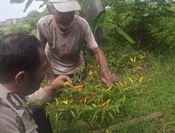 Dukung Swasembada Pangan, Polresta Sidoarjo Laksanakan Pengecekan Lahan Ketahanan Pangan di Desa Kalisogo
