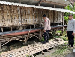 Polsek Krembung Dampingi Peternak Kambing di Desa Rejeni, Dukung Ketahanan Pangan Bergizi P2B