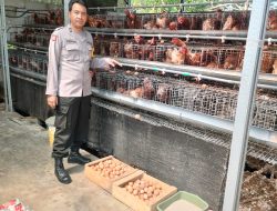 Polsek Gedangan Tinjau Peternakan Ayam, Dukung Ketahanan Pangan di Desa Leboananom