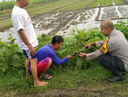 Implementasi Ketahanan Pangan, Bhabinkamtibmas Desa Kemantren Tinjau Lahan Pertanian Terong