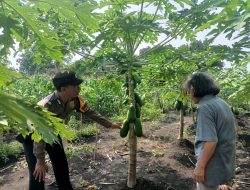 Polsek Taman Tinjau Perkembangan Lahan Ketahanan Pangan Pepaya di Kelurahan Sepanjang