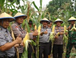 Tingkatkan Produktifitas Ketahanan Pangan, Lapas Kelas I Surabaya di Porong Panen Jagung Manis