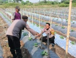 Kapolsek Tarik Dukung Ketahan Pangan Polresta Sidoarjo Turunkan Bhabinkamtibmas Cek Lahan Semangka