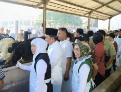 Gubernur Jawa Timur Kunjungi Sentra Peternakan Sapi Qurban Milik Warga di Desa Lojejer