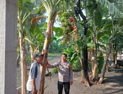 Bhabinkamtibmas Desa Tulangan Dukung Swasembada Pangan Lewat Program Ketahanan Pangan Bergizi