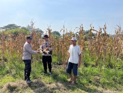 Polsek Krembung Panen Jagung Bersama Warga Desa Cangkring, Dukung Ketahanan Pangan Nasional